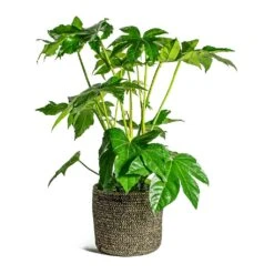 Fatsia Japonica - Japanese Aralia -HousePlants Shop Fatsia japonica Japanese Aralia Maartje Plant Baskets Set of 5 black