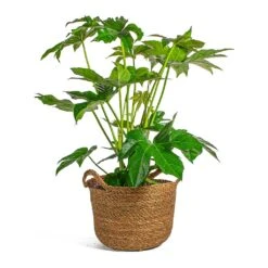 Fatsia Japonica - Japanese Aralia -HousePlants Shop Fatsia japonica Japanese Aralia Nelis camel basket Plant Pot