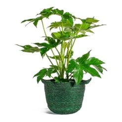 Fatsia Japonica - Japanese Aralia -HousePlants Shop Fatsia japonica Japanese Aralia nelis green basket plant pot