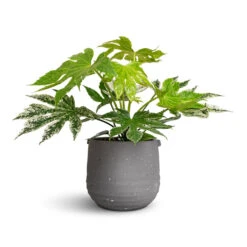 Fatsia Japonica - Variegated Japanese Aralia -HousePlants Shop Fatsia japonica Variegated Japanese Aralia 17x40cm Aurora Terrazzo Handle Plant Pot Slate 19x17cm