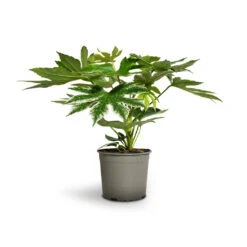Fatsia Japonica - Variegated Japanese Aralia -HousePlants Shop Fatsia japonica Variegated Japanese Aralia 17x60cm 1