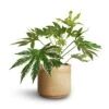 Fatsia Japonica - Variegated Japanese Aralia -HousePlants Shop Fatsia japonica Variegated Japanese Aralia 17x60cm Jordy Plant Pot Pebble 20x18cm