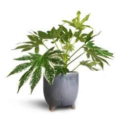 Fatsia Japonica - Variegated Japanese Aralia -HousePlants Shop Fatsia japonica Variegated Japanese Aralia 17x60cm Kaat Plant Pot Blue Grey 20x20cm