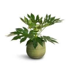 Lydia Plant Pot - Shiny Green -HousePlants Shop Fatsia japonica Variegated Japanese Aralia 17x60cm Lydia Plant Pot Shiny Green 22x20cm 1