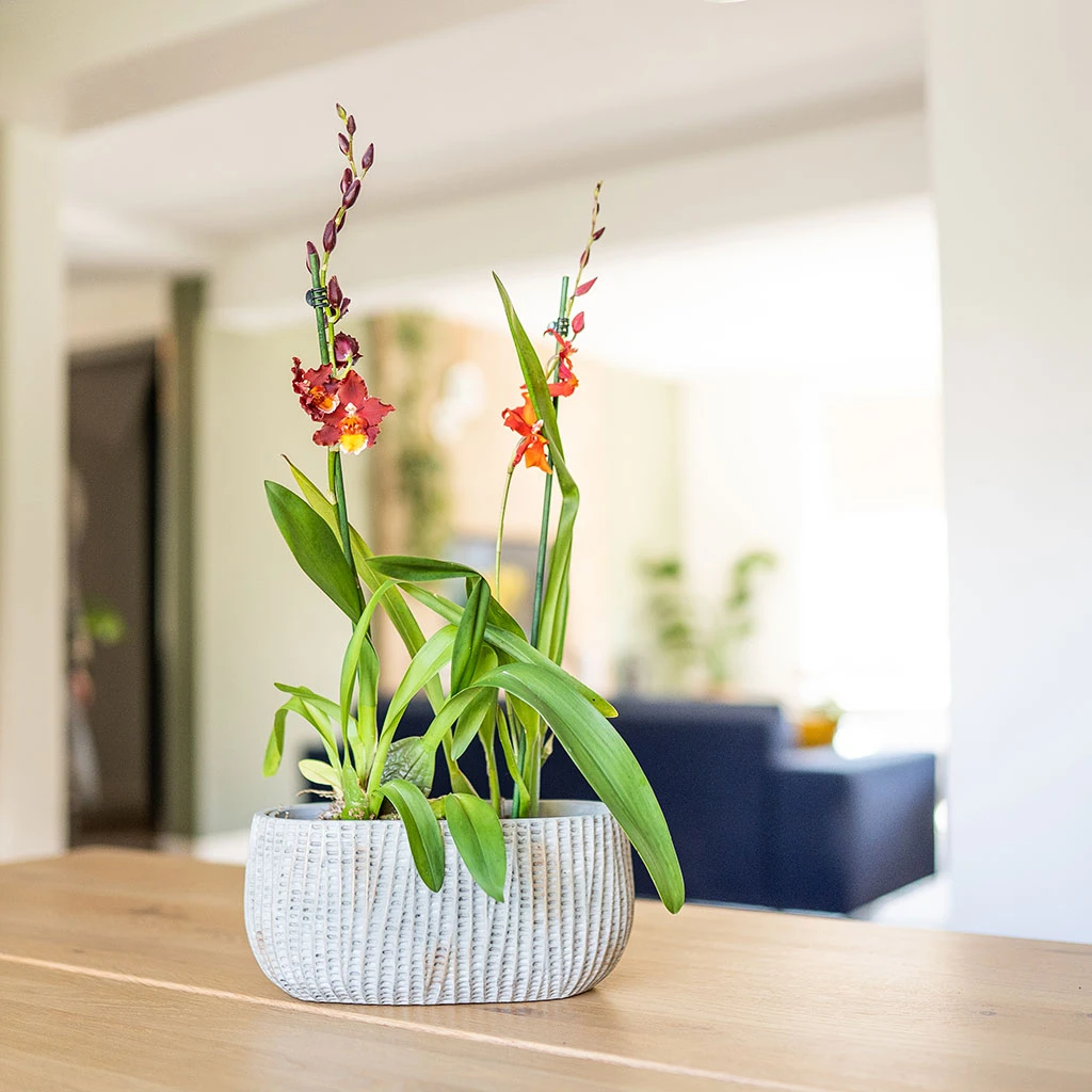 Feico Oval Plant Bowl - Mint Grey 7 Feico Oval Plant Bowl - Mint Grey - Image 5