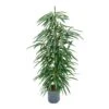 Ficus Alii - HydroCare -HousePlants Shop Ficus Alii Hydro 18 19x120 1
