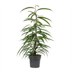 Ficus Alii - Long Leafed Fig 15 Ficus Alii - Long Leafed Fig -HousePlants Shop Ficus Alii Long Leafed Fig 17x70cm