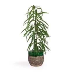 Ficus Alii - Long Leafed Fig 16 Ficus Alii - Long Leafed Fig -HousePlants Shop Ficus Alii Long Leafed Fig 17x70cm Lindy Plant Pot Black Green 23x20cm