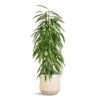 Ficus Alii - Long Leafed Fig -HousePlants Shop Ficus Alii Long Leafed Fig 21x100cm Dune Darcy Planter Oat 30x26cm