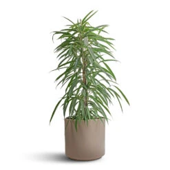 Ficus Alii - Long Leafed Fig 20 Ficus Alii - Long Leafed Fig -HousePlants Shop Ficus Alii Long Leafed Fig 21x100cm Prague Plant Pot Taupe 28x24cm 15c7b3bf df09 4c32 bc07 6d48c4393dc6