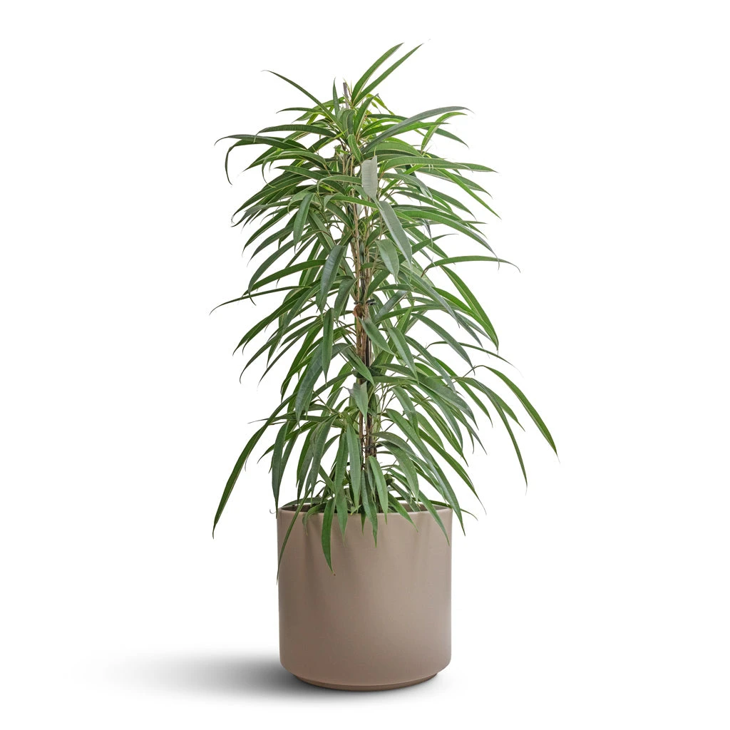 Ficus Alii - Long Leafed Fig 10 Ficus Alii - Long Leafed Fig - Image 8