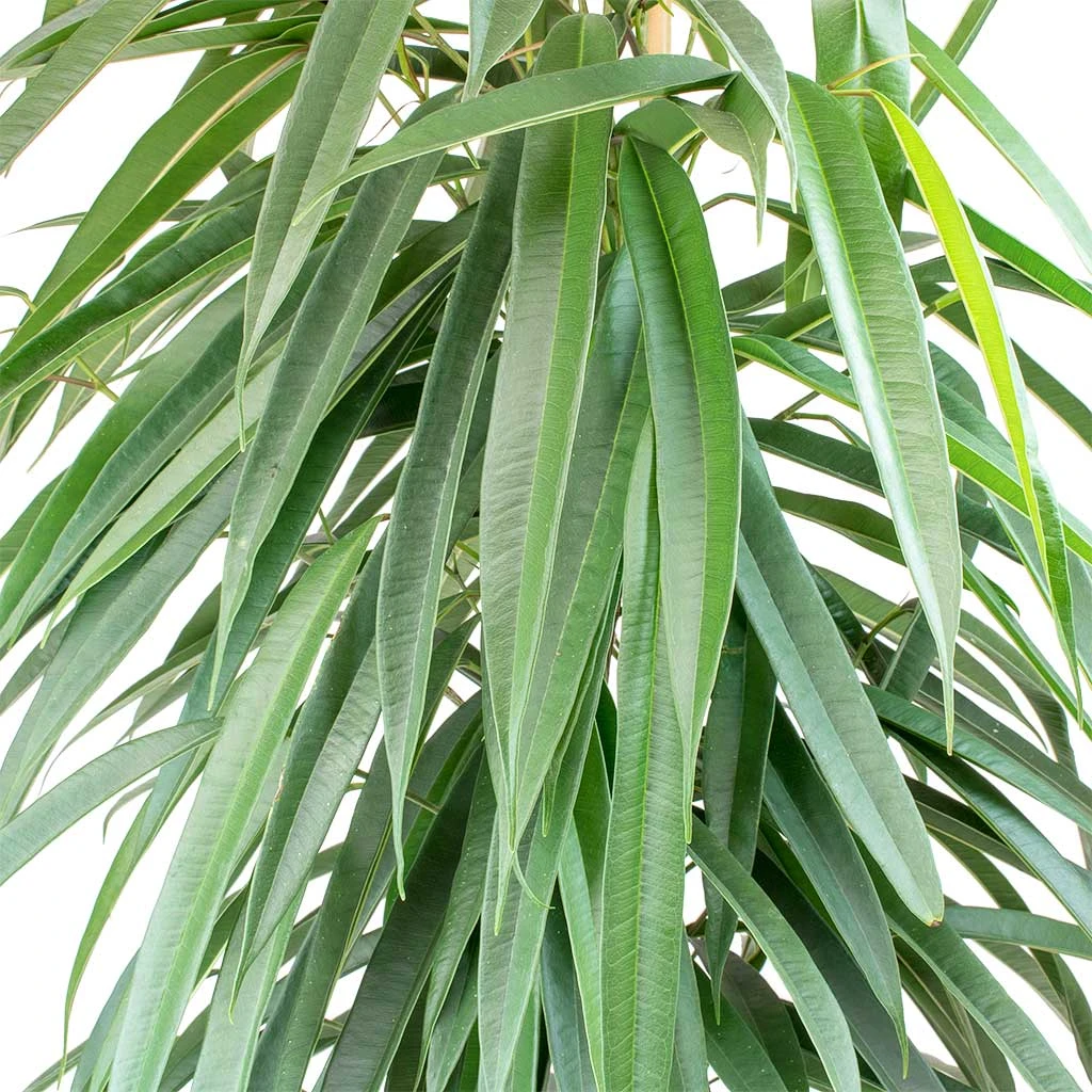 Ficus Alii - Long Leafed Fig 4 Ficus Alii - Long Leafed Fig - Image 2