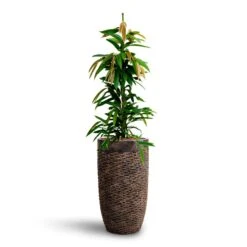 Luxe Lite Layer Partner Planter - Bronze -HousePlants Shop Ficus Amstel King HydrocultureLuxe Lite Layer Partner Planter Bronze e1531c22 a242 4685 a5d0 374bfb296a3f