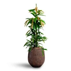 Opus Hit Darcy Planter - Gold -HousePlants Shop Ficus Amstel King HydrocultureOpus Hit Darcy Planter Gold 9606f61f 0e8e 4cb4 ac1e 379bf05e5382