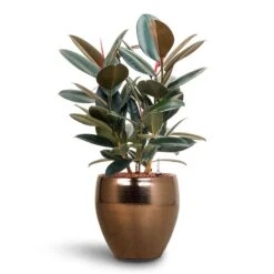 Ficus Elastica Abidjan - HydroCare -HousePlants Shop Ficus Elastica Abidjan Hydroculture Amora Couple Planter Gold