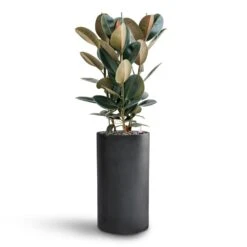 Solid Cylinder Planter - Dark Grey -HousePlants Shop Ficus Elastica Abidjan Hydroculture Basic Cylinder Planter Dark Grey 063f9e1e ae08 458b aced d7fcd27a3fde