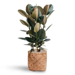Zayn Bamboo Planter -HousePlants Shop Ficus Elastica Abidjan Hydroculture Bohemian Zayn Bamboo Planter 72ba1d80 b754 4372 87bf 5e68654e4bb2