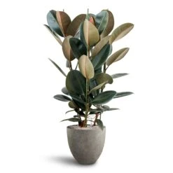 Ficus Elastica Abidjan - HydroCare -HousePlants Shop Ficus Elastica Abidjan Hydroculture Grigio Egg Pot Planter Natural Concrete