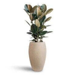 Ficus Elastica Abidjan - HydroCare -HousePlants Shop Ficus Elastica Abidjan Hydroculture Raindrop Emperor Planter Beige