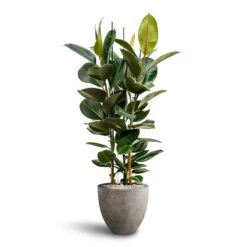 Ficus Elastica Robusta - Rubber Plant - HydroCare -HousePlants Shop Ficus Elastica Robusta Hydroculture Grigio Egg Pot Planter Natural Concrete