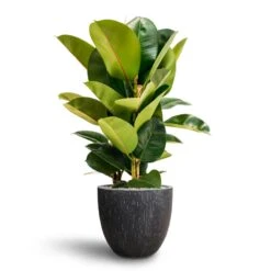 Raindrop Egg Planter - Anthracite -HousePlants Shop Ficus Elastica Robusta Hydroculture Raindrop Couple Planter Anthracite f2474410 dc05 4a82 a7c6 c104c9762ae8