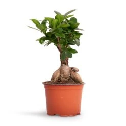 Ficus Ginseng - Indian Laurel -HousePlants Shop Ficus Ginseng Indian Laurel 12x30cm 2