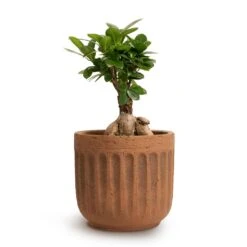 Ficus Ginseng - Indian Laurel -HousePlants Shop Ficus Ginseng Indian Laurel 12x30cm Duncan Plant Pot Rust 17x16cm 444c8f31 c116 4abb 866e 30683f58bc49