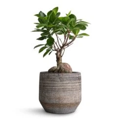Ficus Ginseng - Indian Laurel -HousePlants Shop Ficus Ginseng Indian Laurel 12x30cm Norell Plant Pot Latte Lattice 15x13cm