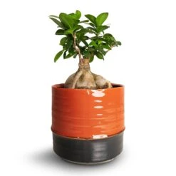 Ficus Ginseng - Indian Laurel -HousePlants Shop Ficus Ginseng Indian Laurel 15x35cm Marlijn Plant Pot Blush 19x18cm