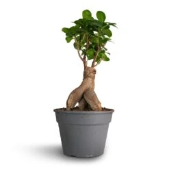 Ficus Ginseng - Indian Laurel -HousePlants Shop Ficus Ginseng Indian Laurel 17x40cm