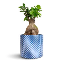 Lazzaro Plant Pot - Navy Garland -HousePlants Shop Ficus Ginseng Indian Laurel 17x40cm Lazzaro Plant Pot Navy Garland 18x16cm