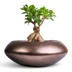 Ficus Ginseng - Indian Laurel -HousePlants Shop Ficus Ginseng Indian Laurel 17x40cm Metallic UFO Plant Bowl Matt Coffee 40x15cm