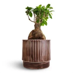 Nella Plant Pot - Coffee -HousePlants Shop Ficus Ginseng Indian Laurel 17x40cm Nella Plant Pot Coffee 21x19cm 8cf78ee6 527e 4ba8 8526 3c17383f69c3