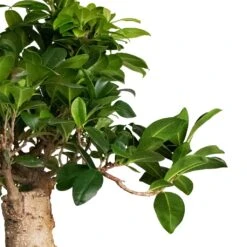 Ficus Ginseng - Indian Laurel -HousePlants Shop Ficus Ginseng Indian Laurel 22x45cm