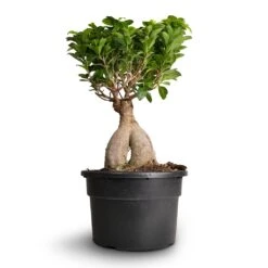 Ficus Ginseng - Indian Laurel -HousePlants Shop Ficus Ginseng Indian Laurel 22x45cm 3