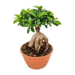 Ficus Ginseng - Indian Laurel -HousePlants Shop Ficus Ginseng Indian Laurel Large