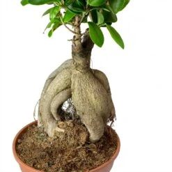 Ficus Ginseng - Indian Laurel -HousePlants Shop Ficus Ginseng Indian Laurel Roots 40cm