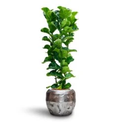 Opus Raw Couple Planter - Silver -HousePlants Shop Ficus Lyrata Bambino Hydroculture Opus Raw Couple Planter Silver