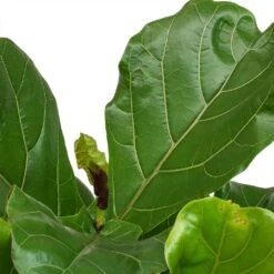 Ficus Lyrata - Fiddle Leaf Fig -HousePlants Shop Ficus Lyrata Fiddle Leaf Fig New Leaf