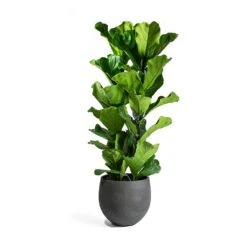 Ficus Lyrata - Fiddle Leaf Fig -HousePlants Shop Ficus Lyrata Mini Orb Black Washed
