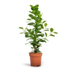 Ficus Moclame - Indian Laurel -HousePlants Shop Ficus Moclame Indian Laurel 17x70cm