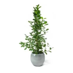 Ficus Moclame - Indian Laurel -HousePlants Shop Ficus Moclame Indian Laurel Cresta Ice Blue Plant Pot