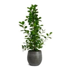 Ficus Moclame - Indian Laurel -HousePlants Shop Ficus Moclame Indian Laurel Esra Plant Pot Mystic Grey