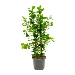 Ficus Moclame - Indian Laurel -HousePlants Shop Ficus Moclame Indian Laurel Large