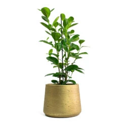 Ficus Moclame - Indian Laurel -HousePlants Shop Ficus Moclame Indian Laurel Patt Plant Pot Metallic Gold 33bd8dfa dc3e 4c1c 8e91 e37401c41ab2