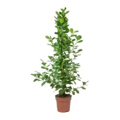 Ficus Moclame - Indian Laurel -HousePlants Shop Ficus Moclame Indian Laurel Small Tuft