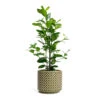 Ficus Moclame - Indian Laurel -HousePlants Shop Ficus Moclame Indian Laurel Thies Plant Pot Olive Green 831a138b 78aa 43d7 8932 eec7ffd9d6e8