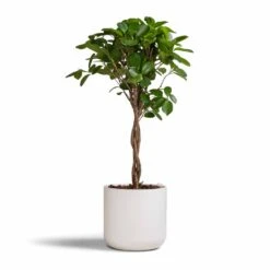 Ficus Moclame - Indian Laurel - Twisted Stem -HousePlants Shop Ficus Moclame Indian Laurel Twisted Stem 17x70cm Lisbon Plant Pot White 19x19cm b77925c5 a395 4255 b618 3920187b6a1a
