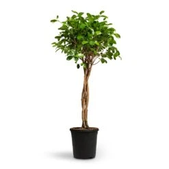 Ficus Moclame - Indian Laurel - Twisted Stem -HousePlants Shop Ficus Moclame Indian Laurel Twisted Stem 23x110cm