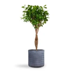 Ficus Moclame - Indian Laurel - Twisted Stem -HousePlants Shop Ficus Moclame Indian Laurel Twisted Stem 23x110cm Angle Cylinder Plant Pot Grey 30x30cm 1545c404 04f3 49e0 a56f b8d2b4fd949c
